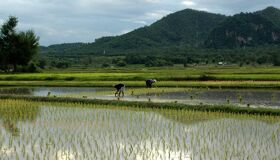 Rice-field in the rural area of Thailand